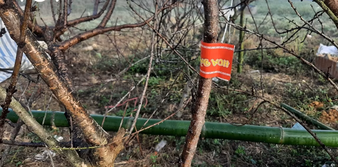 Cành đào rừng do người dân trồng được vận chuyển từ xã Lóng Luông, huyện Vân Hồ, tỉnh Sơn La xuống Hà Nội với nhiều kiểu dáng khác nhau. Ảnh: VOV.