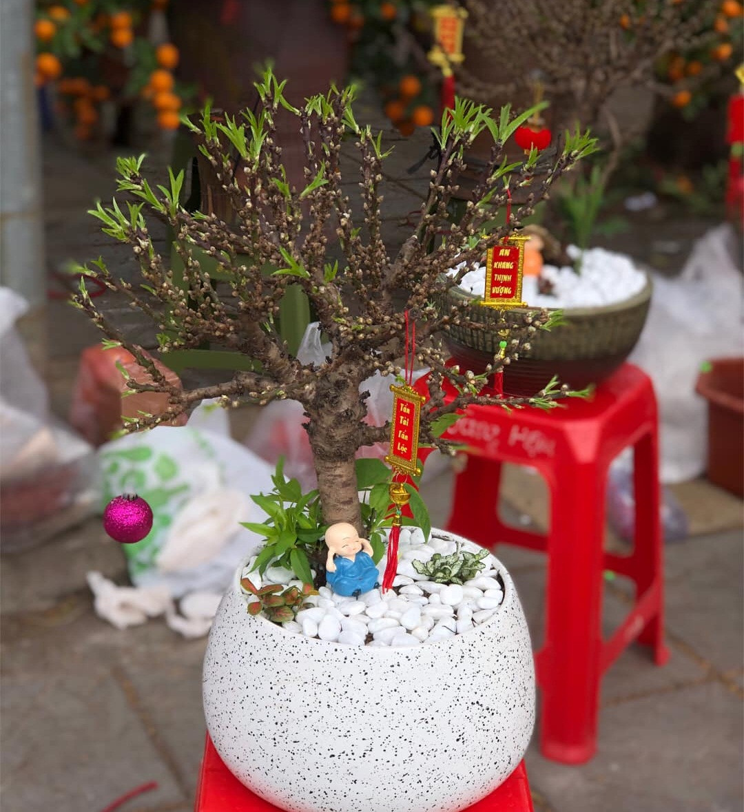 Đào mini được trồng trong chậu, cây cao từ 30-40cm, gốc mập, nhẵn, cành thẳng, mắt nụ khá dày, nhiều hoa và lộc. Ảnh: Facebook.
