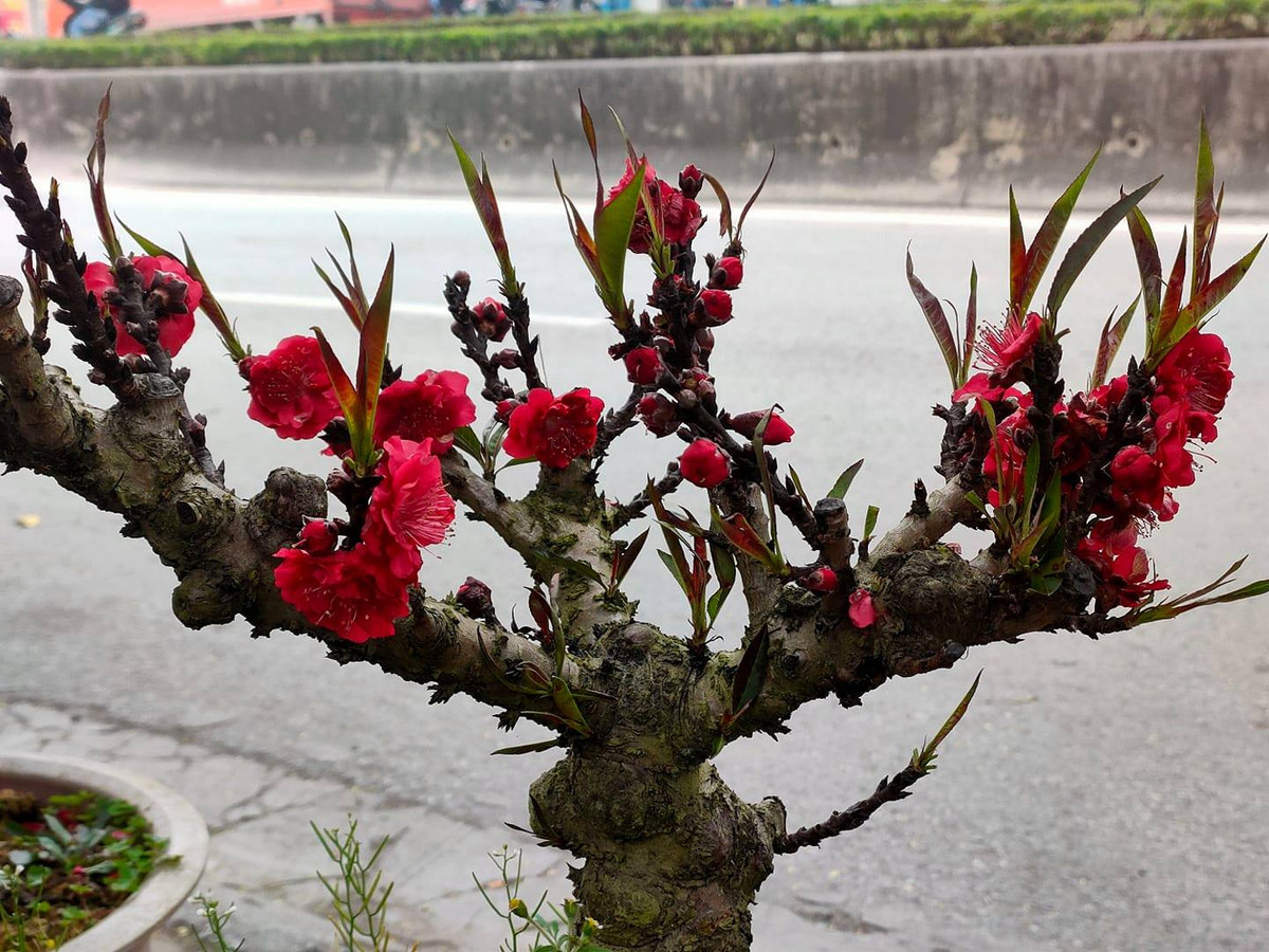 Trên chợ mạng, những chậu đào thất thốn mini cũng được tiểu thương rao bán nhiều. Ảnh: Facebook.