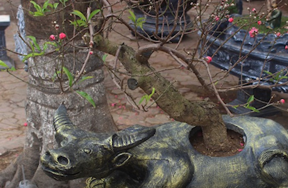 Giá cho mỗi chậu trâu cõng vàng dao động từ 2-3 triệu đồng. Ảnh: Tiền phong.