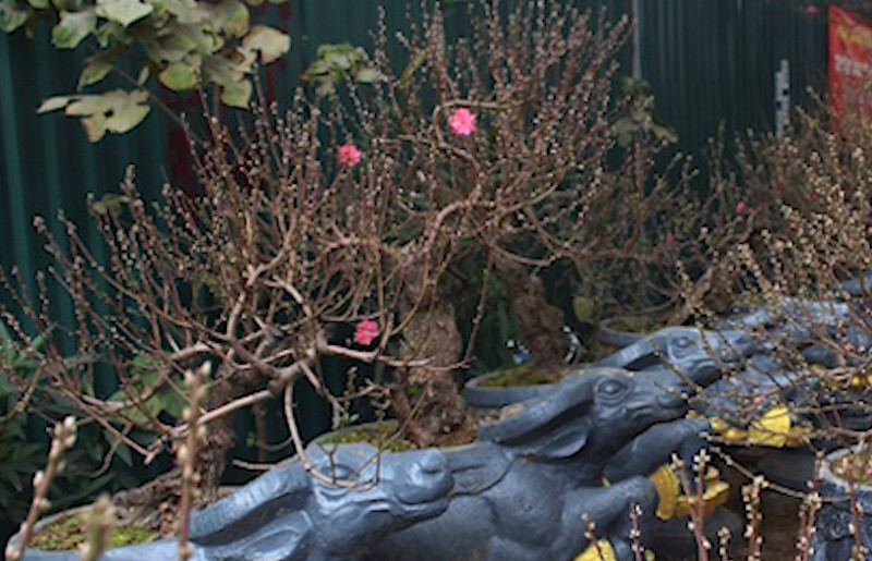 Doc la 4 loai dao gay sot thi truong Tet Tan Suu 2021