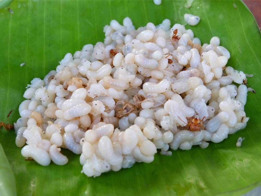 Đáng chú ý, món trứng kiến này đặc biệt đến mức việc đem trứng hoặc ấu trùng kiến ra ngoài biên giới bị cấm và trứng kiến không tồn tại ở bất cứ đâu khác ngoài Mexico. Nguồn ảnh: Getty Image, Printest