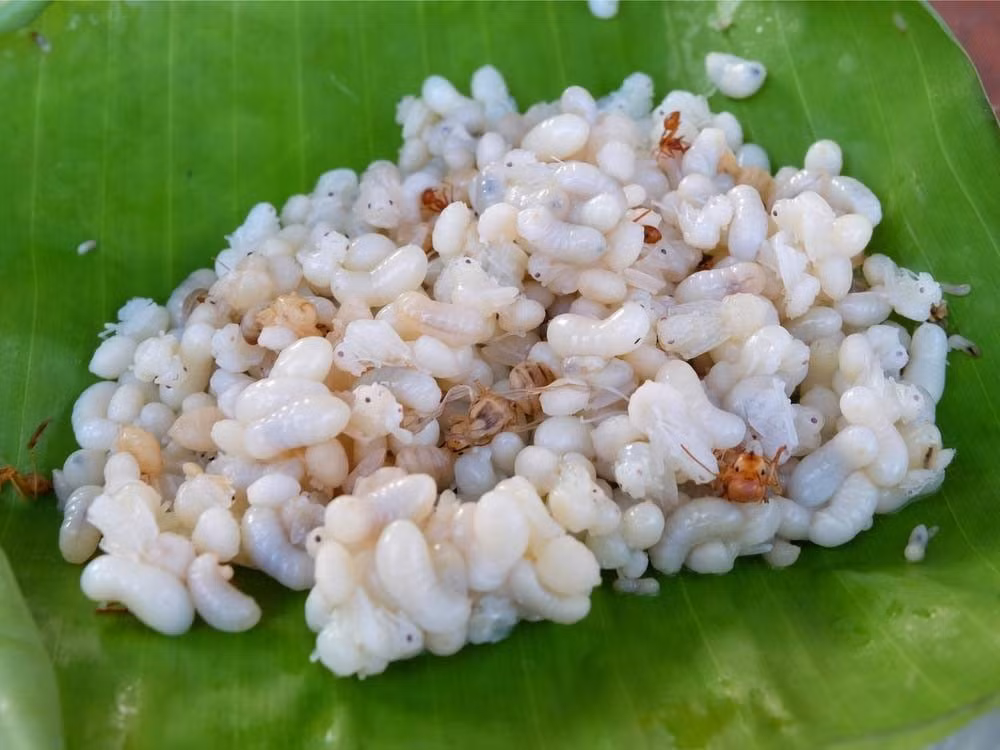 Đáng chú ý, món trứng kiến này đặc biệt đến mức việc đem trứng hoặc ấu trùng kiến ra ngoài biên giới bị cấm và trứng kiến không tồn tại ở bất cứ đâu khác ngoài Mexico. Nguồn ảnh: Getty Image, Printest