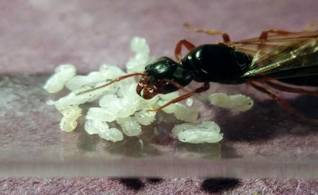 Để thu hoạch trứng kiến, người dân phải băng qua sa mạc, phải tìm tổ kiến rồi chọn lọc bằng tay những quả trứng tốt nhất.