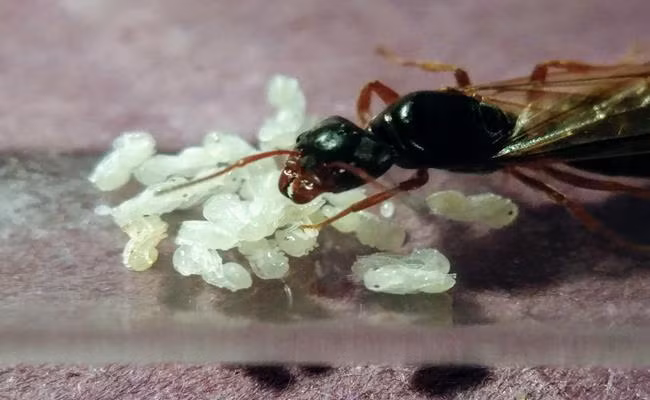 Để thu hoạch trứng kiến, người dân phải băng qua sa mạc, phải tìm tổ kiến rồi chọn lọc bằng tay những quả trứng tốt nhất.