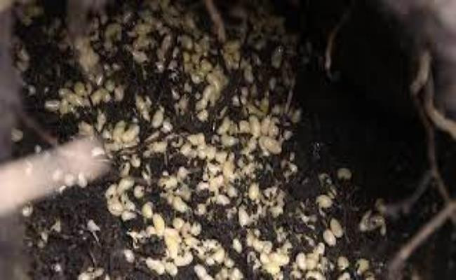 Một tổ chứa khoảng 10.000 con kiến. Người nhặt trứng kiến thường chỉ lấy đi khoảng 70% số trứng có trong tổ.