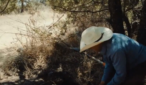 Ấu trùng kiến được thu hoạch trên cao nguyên Mexico. Tổ của loại kiến này thường được tìm thấy sâu trong rễ cây.