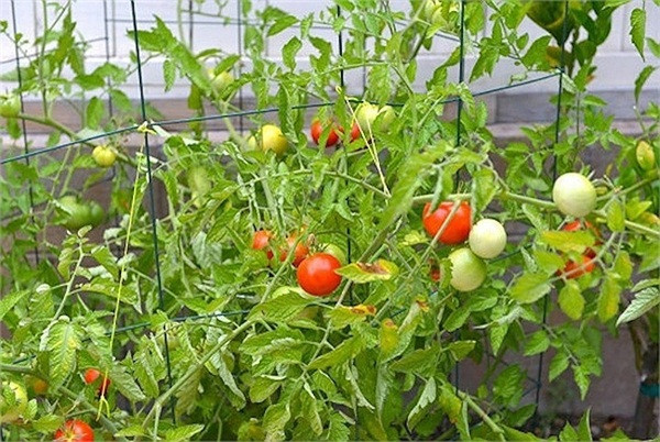 Trong vườn, vợ chồng Dũng Taylor trồng nhiều loại cây ăn trái. Ảnh: FBNV.