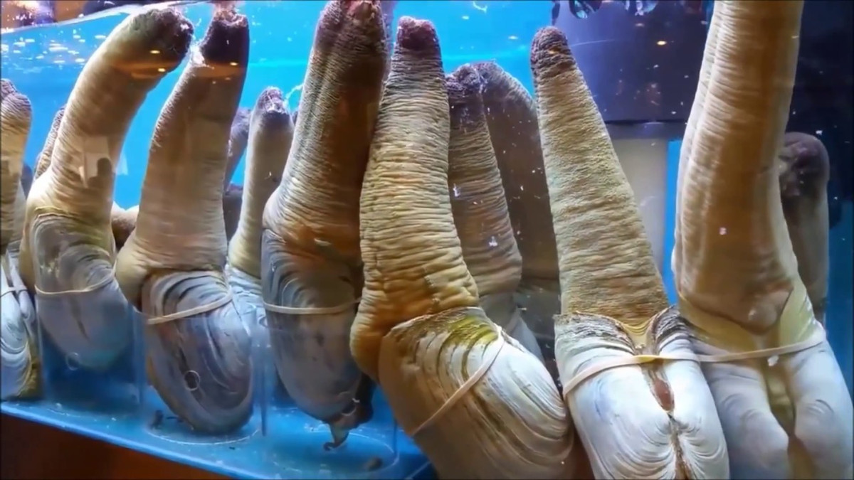 Ở thời điểm giá cao, ốc vòi voi Canada loại khủng chỉ giới nhà giàu lắm tiền nhiều của mới đặt mua bởi mỗi con cũng trên dưới 10 triệu đồng. Ảnh: Đại Hải sản.