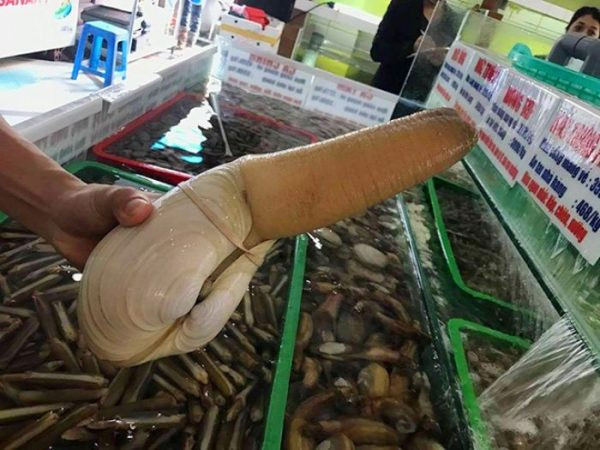 Không chỉ đắt đỏ,nếu muốn có con kích cỡ to, khách hàng phải đặt trước cả tuần mới có. Ảnh: Hai san Trung Nam