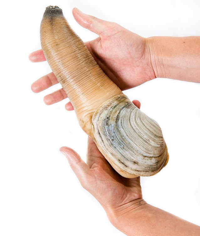 Tu hài Canada được nhiều người đặt mua bởi đây không chỉ là món ăn ngon, cung cấp nhiều dinh dưỡng. Ảnh: Internet