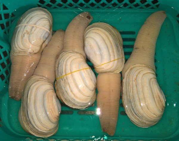 Theo người bán, do ảnh hưởng của dịch COIVID-19 nên tu hài Canada giảm khá mạnh. Ảnh: Daohaisan.