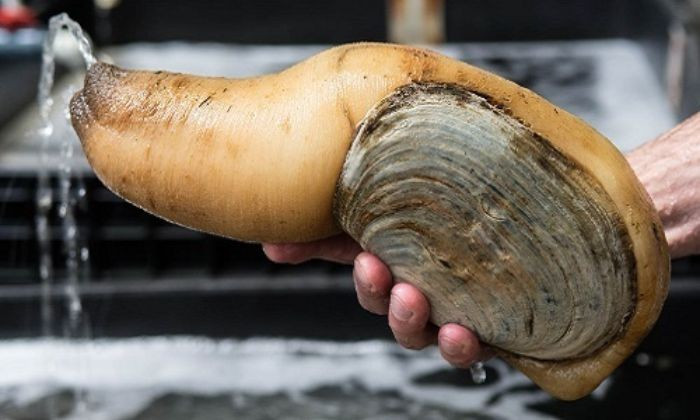 Thậm chí, dù chưa có nghiên cứu khoa học chính thức nào công nhận nhưng nhiều người vẫn tin rằng tu hài đặc biệt tốt với nam giới, có tác dụng cải thiện rõ rệt khả năng sinh lý. Ảnh: Hai san Trung Nam