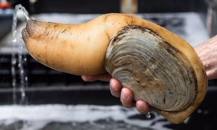 Thậm chí, dù chưa có nghiên cứu khoa học chính thức nào công nhận nhưng nhiều người vẫn tin rằng tu hài đặc biệt tốt với nam giới, có tác dụng cải thiện rõ rệt khả năng sinh lý. Ảnh: Hai san Trung Nam