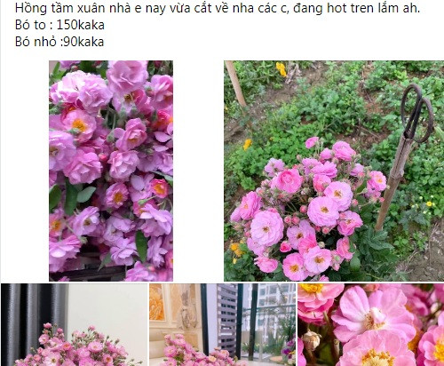Tuy nhiên, ngày nay hồng tầm xuân có giá đắt gấp 2-3 lần so với các loại hoa khác. Cụ thể, hồng tầm xuân có giá khoảng 90.000/bó nhỏ, 120.000 - 150.000 đồng/bó to.
