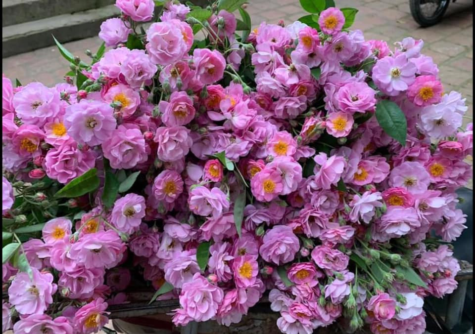 Theo anh Duy, hoa hồng tầm xuân nở theo mùa, kéo dài khoảng 1 tháng, trong đó thời điểm rộ nhất thường rơi vào tháng 3 dương lịch.