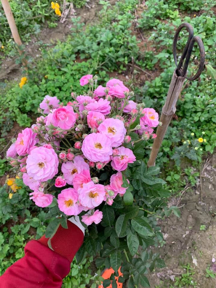 Hồng tầm xuân vốn là loại mọc dại ở các vùng quê, còn phải cắt bỏ vì chúng leo nhanh và cao.