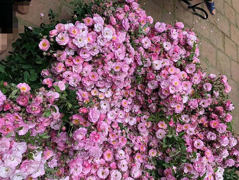 Bạn Hương Thảo (Hà Nội) tiết lộ rất thích hồng tầm xuân vì mỗi cành chi chít nụ đua nhau nở trông thích mắt.