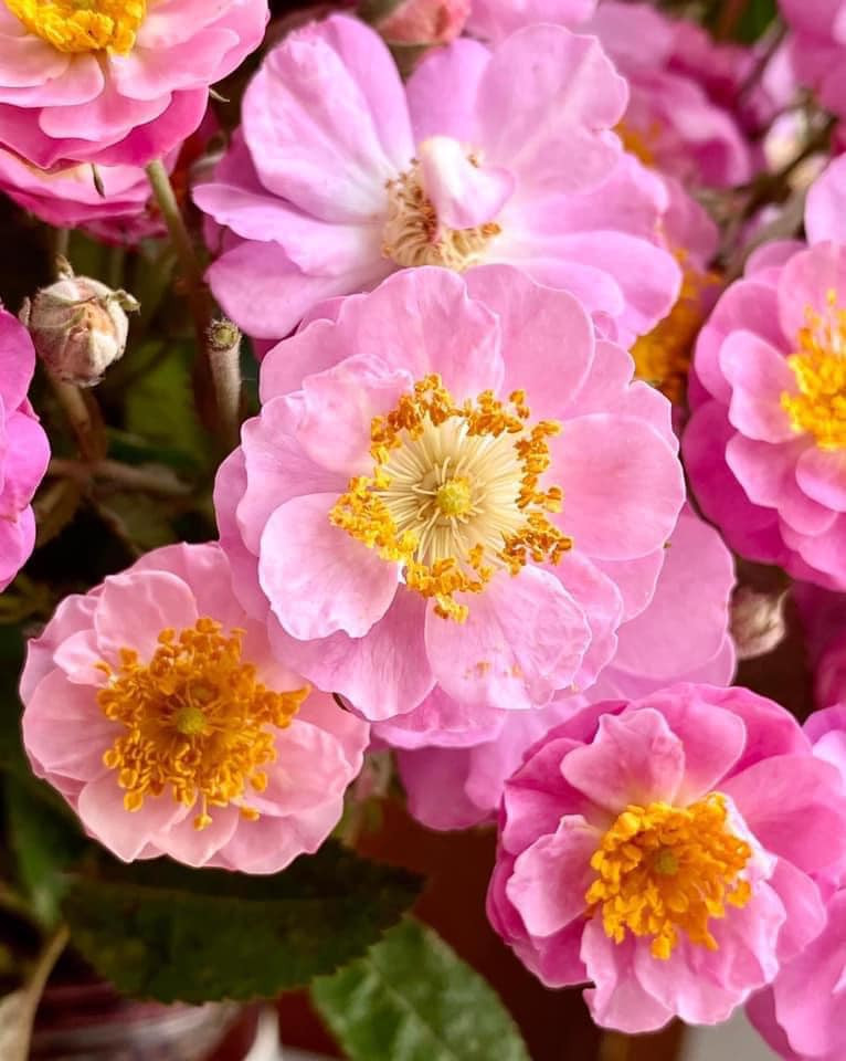 Chỉ rộ khoảng 1 tháng nên Thảo tranh thủ đặt mua về cắm kẻo sắp hết mùa. Từ đầu tháng 3 đến nay, Thảo 3 lần đặt mua hoa hồng tầm xuân trên chợ mạng. Mỗi lần đặt phải từ 2-3 ngày mới có hàng. Nguồn ảnh: Facebook.