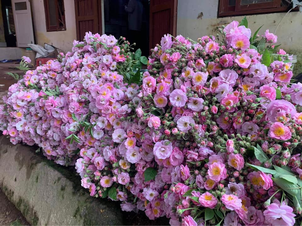 Anh Duy (một người bán hoa ở Long Biên, Hà Nội) cho biết, khoảng chục ngày nay, hồng tầm xuân rất hút khách, nhiều đầu mối phải về tận vườn lấy hoặc đặt trước mới có vì thời điểm này hoa đã vào lứa cuối.