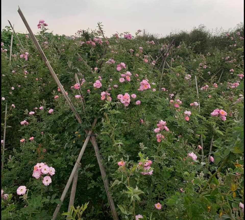 Ở các vùng trồng hoa, hầu hết người dân trồng hồng tầm xuân để dùng thân ghép mắt các giống hoa hồng khác do chúng có sức sống mãnh liệt. Đúng dịp rộ hoa, họ mới cắt bán.