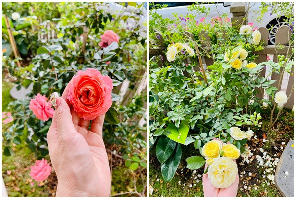 Đủ loại hoa hồng khoe sắc trong biệt thự.