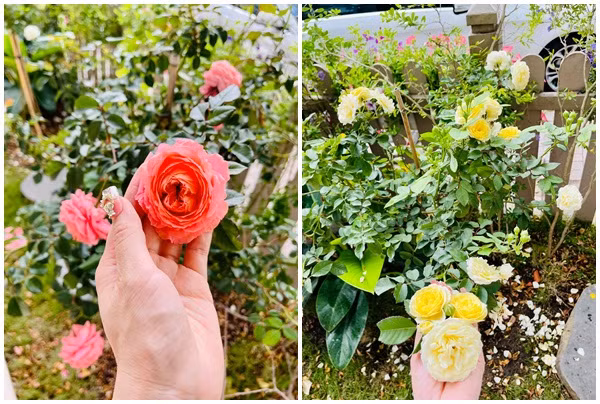 Đủ loại hoa hồng khoe sắc trong biệt thự.