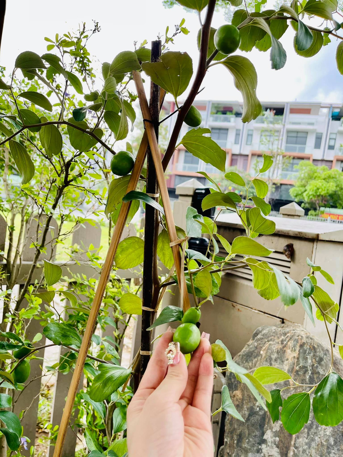 Ngoài hoa, khu vườn còn có cả cây ăn quả.