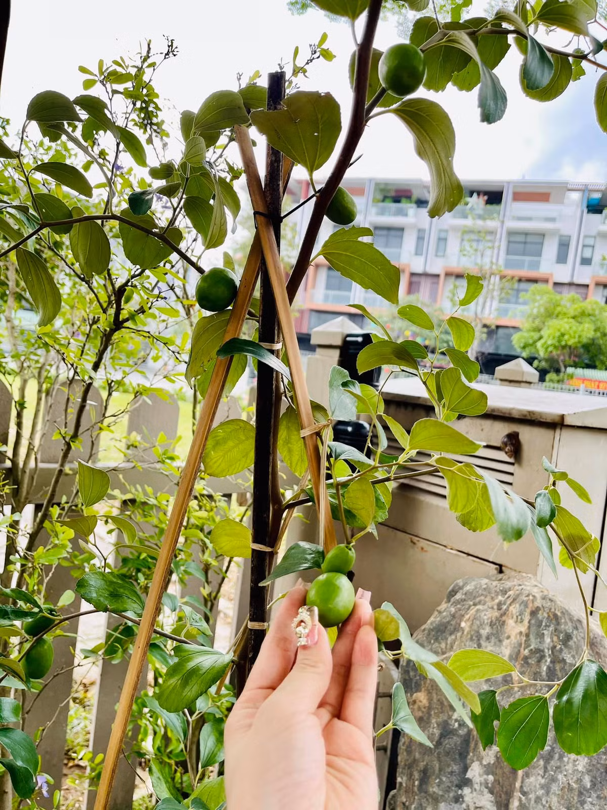 Ngoài hoa, khu vườn còn có cả cây ăn quả.