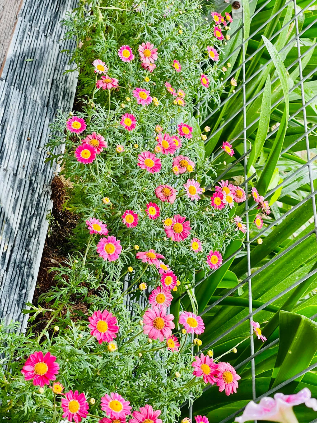 Góc nào trong nhà cũng có hoa khiến các fan không khỏi trầm trồ.