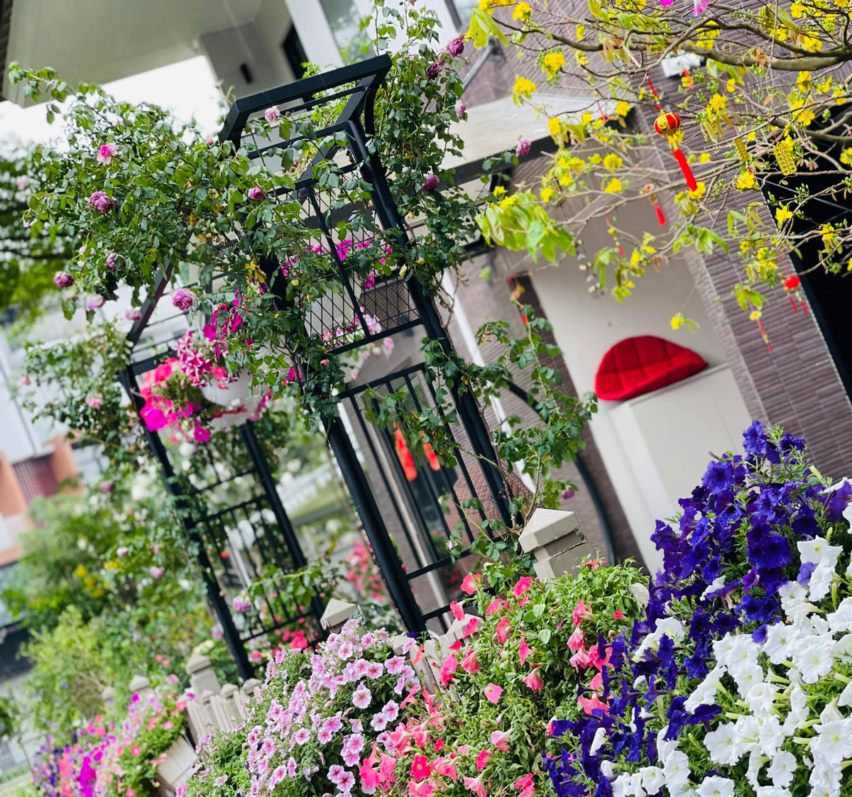 Các chậu hoa tươi đủ loại từ cúc, mai, hồng leo...đua nhau khoe sắc, chiếm trọn không gian sân vườn.