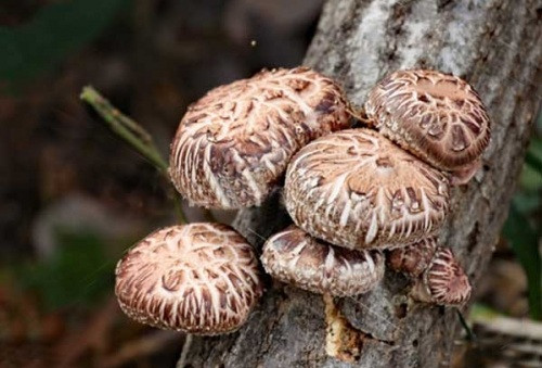 Một yếu tố khiến nấm Shiitake đắt đỏ là chúng được trồng hoàn toàn tự nhiên. Ảnh: Getty Image