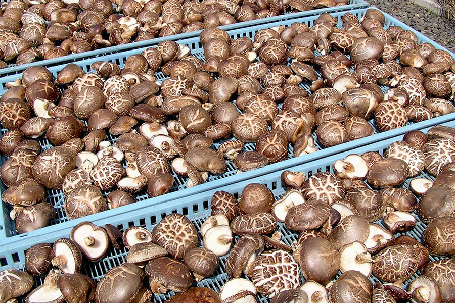 Sồi là loại gỗ có chất lượng tốt, dày, tạo ra mùi thơm và hương vị nấm đặc biệt cho nấm hương Nhật Bản. Ảnh: Nopatmedia.