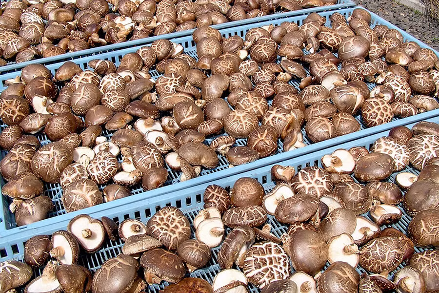 Sồi là loại gỗ có chất lượng tốt, dày, tạo ra mùi thơm và hương vị nấm đặc biệt cho nấm hương Nhật Bản. Ảnh: Nopatmedia.