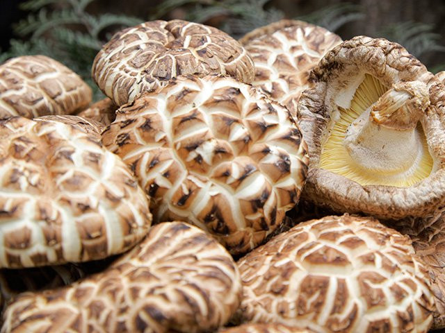 Nấm Shiitake Kouko trồng tại tỉnh Oita (Nhật Bản). Nấm của tỉnh Oita cũng là nơi có chất lượng đứng đầu, chiến thắng 48 lần trong số 62 lần thi về chất lượng nấm khô của nước này. Ảnh: Dân Việt