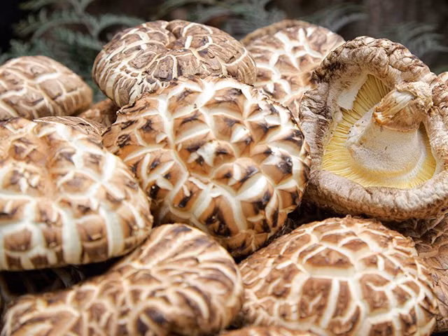 Nấm Shiitake Kouko trồng tại tỉnh Oita (Nhật Bản). Nấm của tỉnh Oita cũng là nơi có chất lượng đứng đầu, chiến thắng 48 lần trong số 62 lần thi về chất lượng nấm khô của nước này. Ảnh: Dân Việt