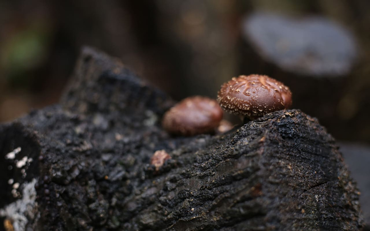 Theo quảng cáo của một số người bán hàng, loại nấm hạng sang của Nhật Bản này không chỉ mang lại hiệu quả cao trong vấn đề phong ngừa ung thư mà loại nấm này còn giúp người dùng có một làn da đẹp...Ảnh: Getty