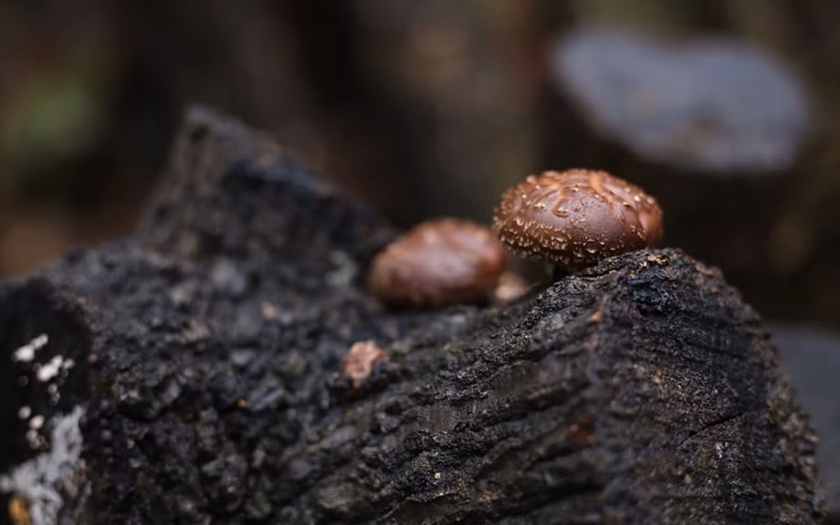 Theo quảng cáo của một số người bán hàng, loại nấm hạng sang của Nhật Bản này không chỉ mang lại hiệu quả cao trong vấn đề phong ngừa ung thư mà loại nấm này còn giúp người dùng có một làn da đẹp...Ảnh: Getty