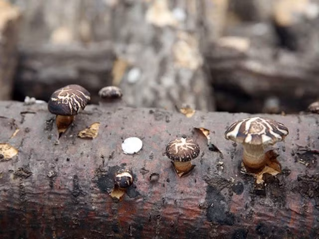 Nếu như ở Việt Nam, Trung Quốc hay các nước khác, nấm được trồng trong các bịch mùn cưa hoặc các hỗn hợp chất tạo ẩm và dưỡng chất thì tại Nhật, nấm trồng trên thân cây gỗ, thường là gỗ sồi. Ảnh: Getty Image