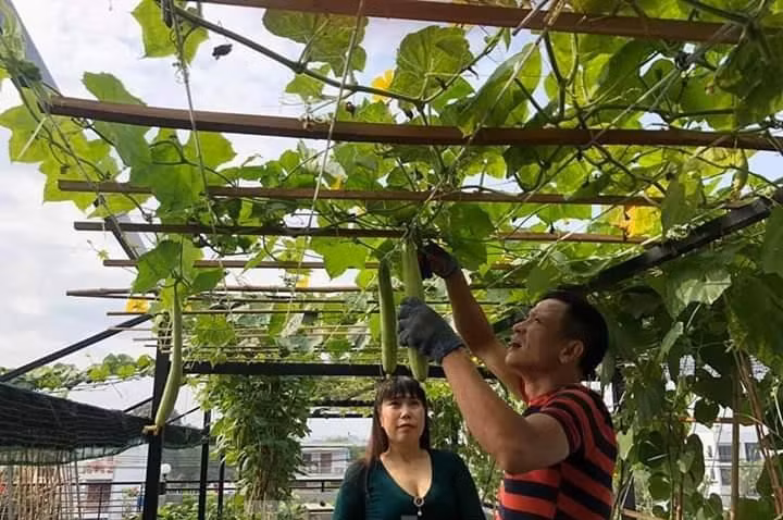 Nhung vuon rau san thuong giup me dam khong can di cho giua mua dich