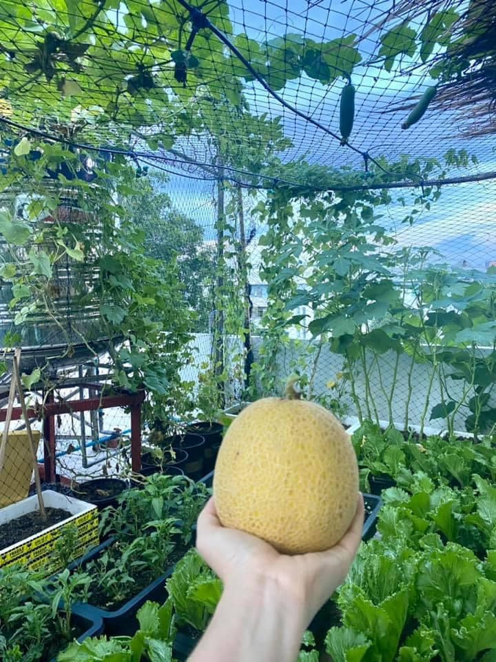 Ngoài rau, chị còn trồng 12 thùng dưa lưới, 4 thùng dưa hấu và 1 cây ổi. Ảnh: Thoidaiplus.suckhoedoisong