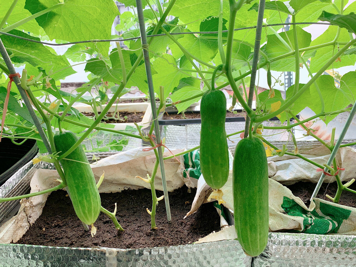 Khu vườn xanh mướt khiến ai nấy đều ngưỡng mộ. Ảnh: Dân Việt