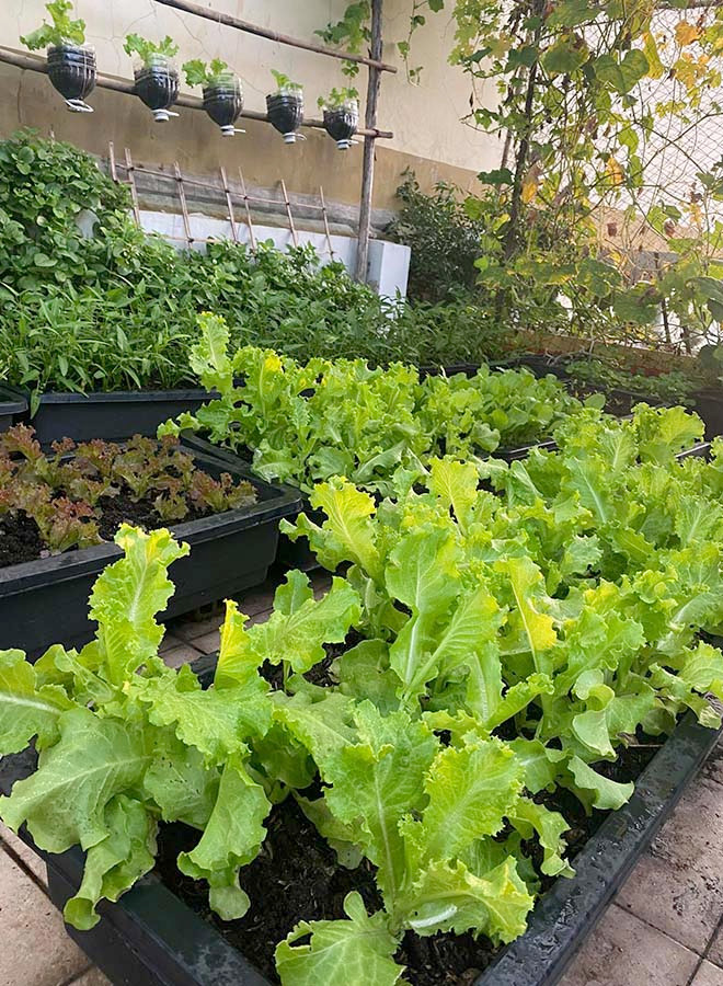 Giữa những ngày giãn cách xã hội, chị Thanh Thương (TP HCM) yên tâm ở nhà vì khu vườn sân thượng có khả năng tự cung cấp cho đại gia đình 7 thành viên. Ảnh: Thoidaiplus.suckhoedoisong