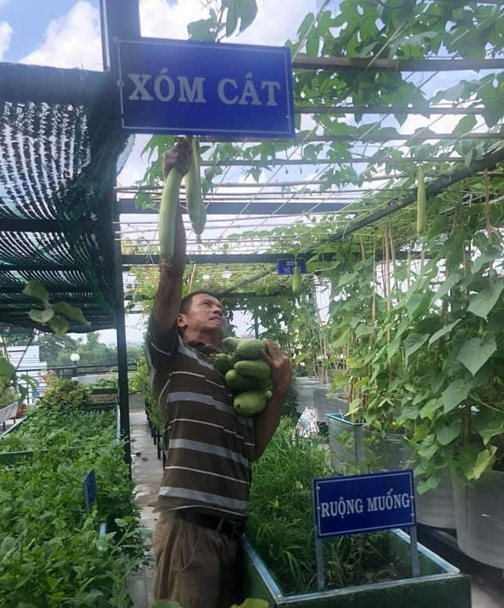 Nhờ được thiết kế hợp lý nên sân thượng lúc nào cũng sạch sẽ, các loại rau tốt um từ bầu bí, mùng tơi...đến rau muống, rau cải. Ảnh: Tiền phong