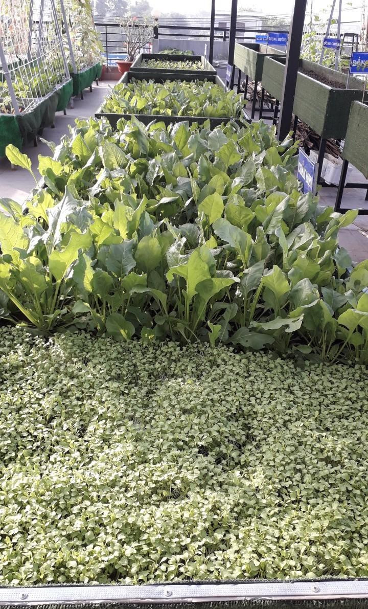 Là người gốc Bắc, không hiểu kỹ về thời tiết phía Nam nên lúc đầu anh Huynh trồng cây gì chết cây đó vì thời tiết ở đây nắng quanh năm và nhất là trên sân thượng rất nhiều gió và nóng bức. Ảnh: Tiền phong