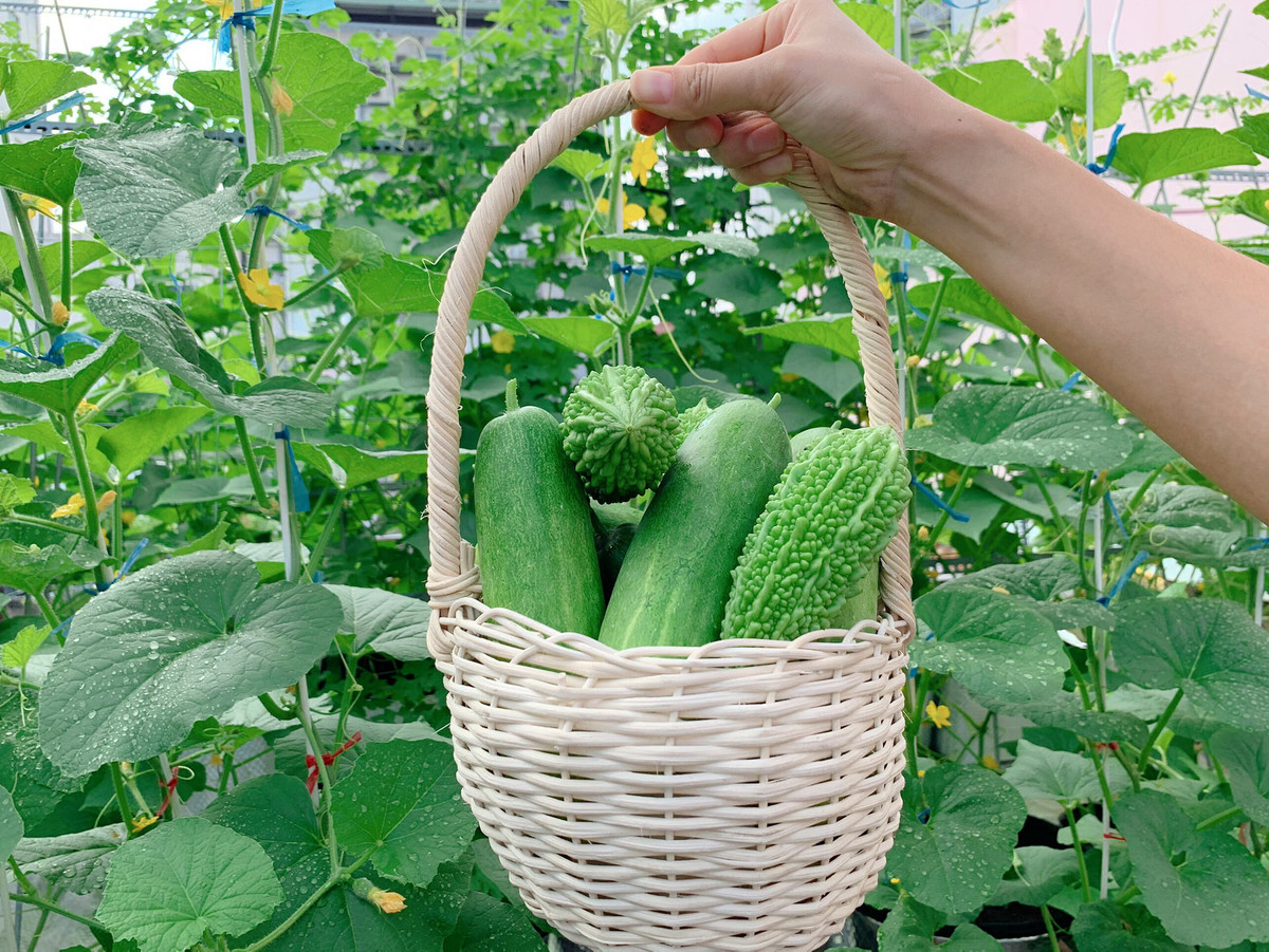 Dưa chuột, mướp đắng tươi tốt. Ảnh: Dân Việt