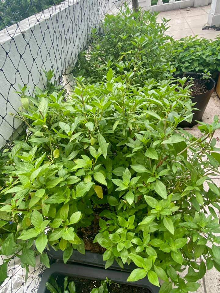 Lúc đầu, chị Thương chỉ dành một nửa sân thượng khoảng 21m2 làm vườn với 30 thùng rau. Về sau, chị cơi nới ra cả phần hành lang phía trước và sử dụng nốt 10m2 khoảng sân thượng còn lại. Ảnh: Thoidaiplus.suckhoedoisong