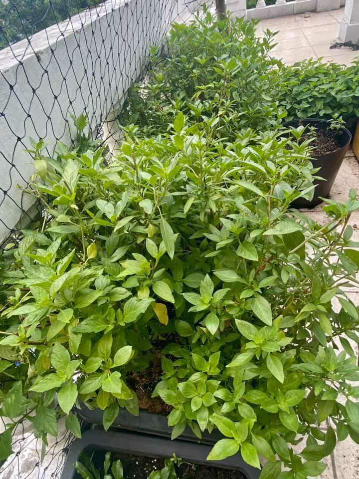 Lúc đầu, chị Thương chỉ dành một nửa sân thượng khoảng 21m2 làm vườn với 30 thùng rau. Về sau, chị cơi nới ra cả phần hành lang phía trước và sử dụng nốt 10m2 khoảng sân thượng còn lại. Ảnh: Thoidaiplus.suckhoedoisong