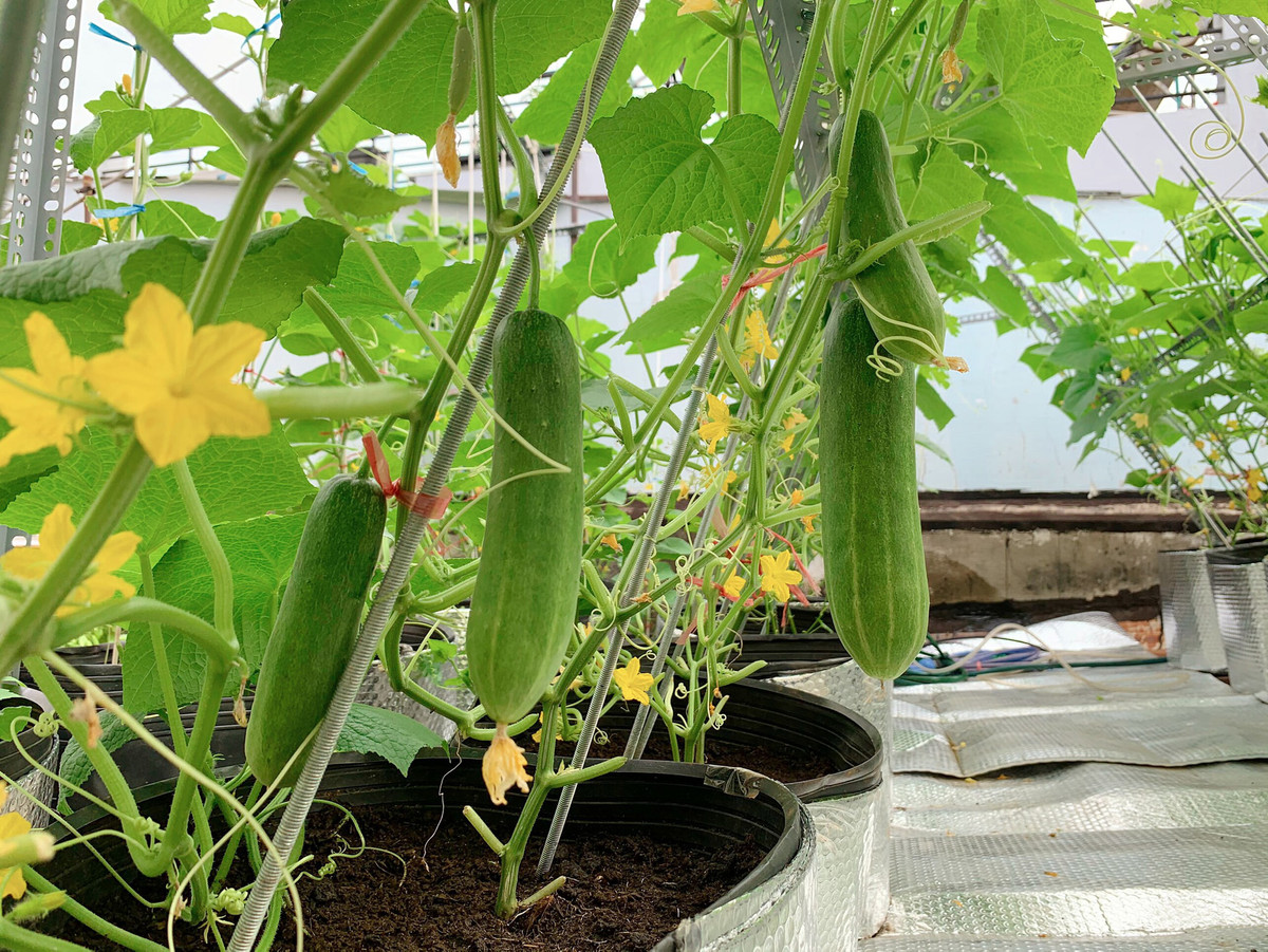 Để phòng trị các loại sâu, rầy, kiến, cuốn chiếu...anh sử dụng chế phẩm sinh học. Ảnh: Dân Việt