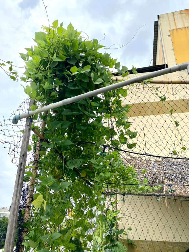 Hiện tại, vườn rau trên sân thượng nhà chị Thương rộng khoảng 34m2 với đủ các loại như mướp, khổ qua, bí, rau muống, rau ngót...Ảnh: Thoidaiplus.suckhoedoisong